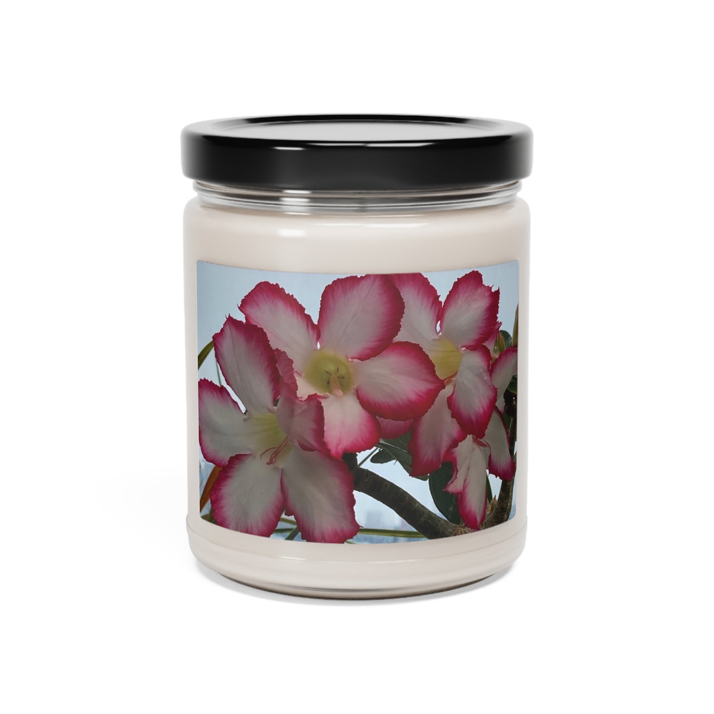 Tropical - Assorted Scents - Soy Candle, 9oz